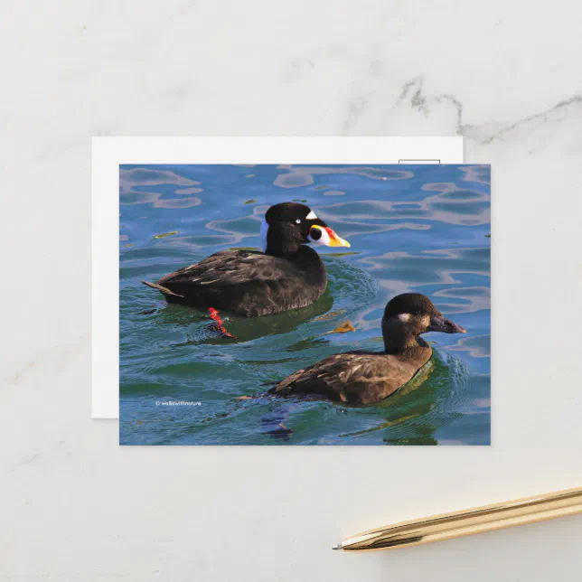 Surf Scoter Paired Ducks at Pier's Edge Postcard