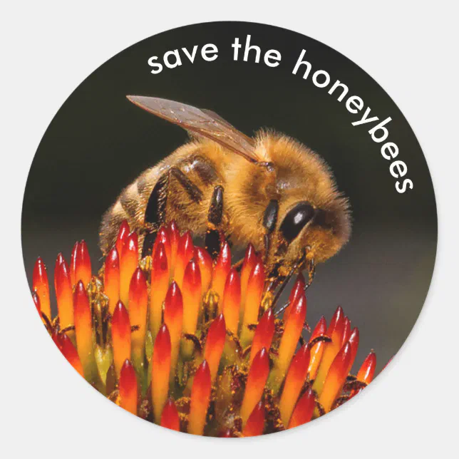 Save the Honeybees Pollinating Echinacea Classic Round Sticker