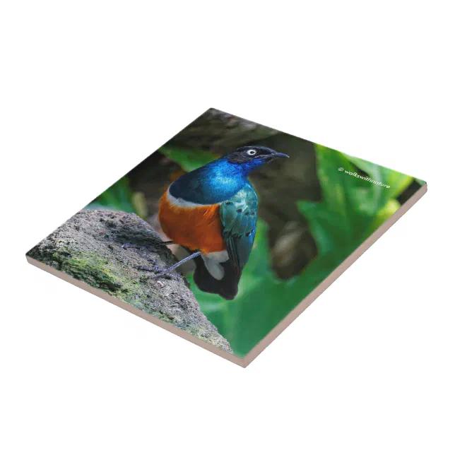 A Stunning African Superb Starling Songbird Ceramic Tile