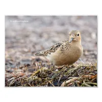 Beautiful Buff-Breasted Sandpiper at the Beach Photo Print