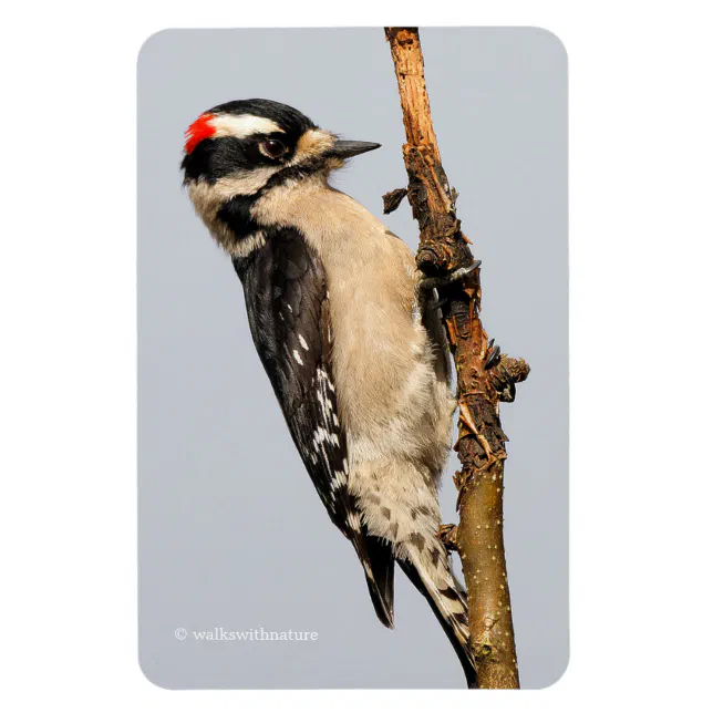 Cute Downy Woodpecker on Fruit Tree Magnet