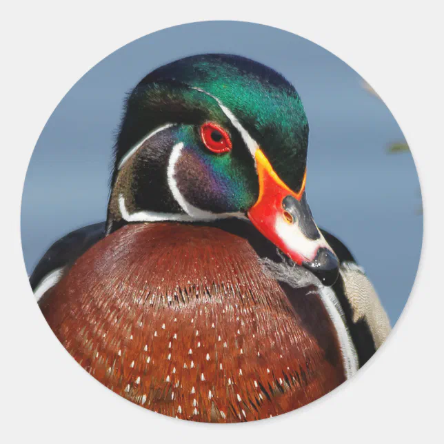 Beautiful Pensive Wood Duck in the Marsh Classic Round Sticker