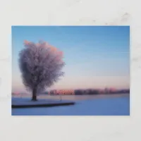 Snowy Trees Postcard