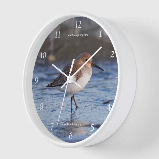Cute Dunlin Shorebird Wandering the Winter Beach Wall Clock