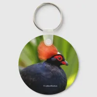 Stunning Roul-Roul Crested Wood Partridge Bird Keychain