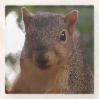 Funny Squirrel Photograph Close Up Glass Coaster