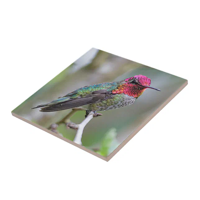 Stunning Male Anna's Hummingbird on the Plum Tree Ceramic Tile