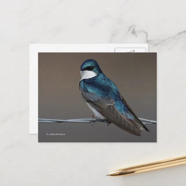 Handsome Tree Swallow Songbird Bird on a Wire Postcard