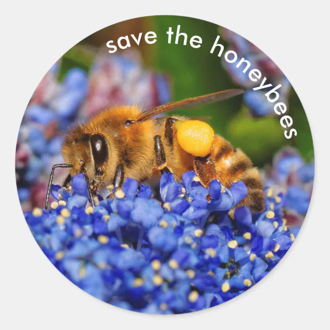 Save the Honeybees Pollinating California Lilac Classic Round Sticker