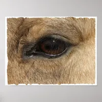 Buckskin Eye Poster