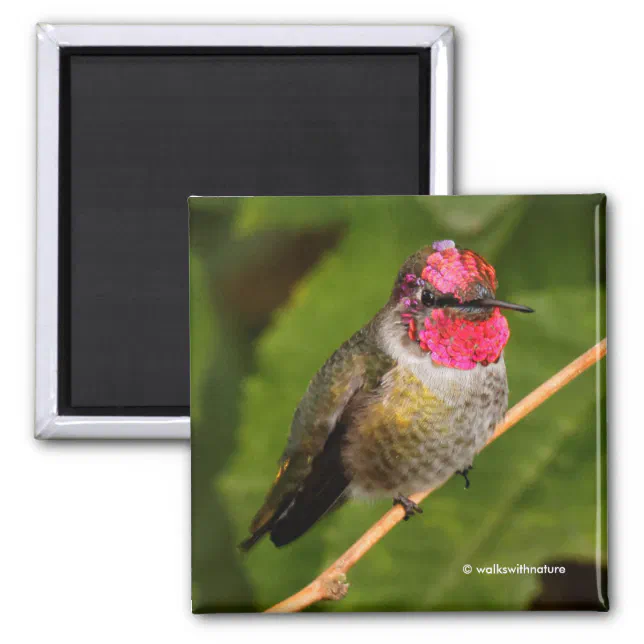 Anna's Hummingbird and His Pink Gorget Magnet