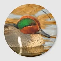 Handsome Green-Winged Teal Duck on Golden Pond Magnet