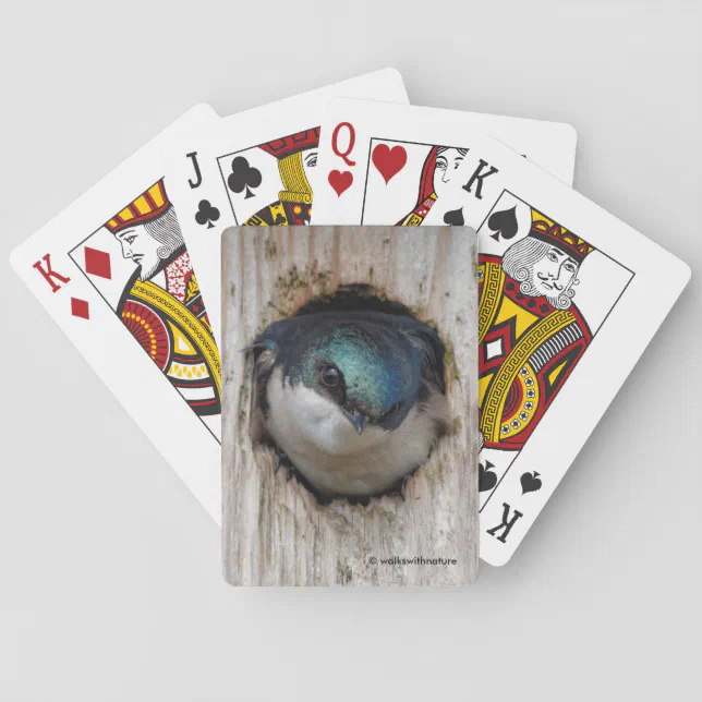 Eye to Eye with a Tree Swallow in a Nestbox Poker Cards