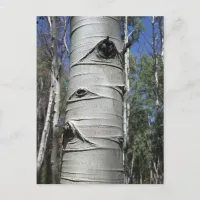 Wrinkled Aspen Tree Postcard