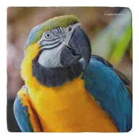 Beautiful Blue and Gold Macaw Trivet