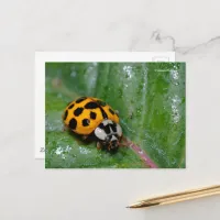 18-Spotted Yellow Ladybug on Sticky Leaf Postcard