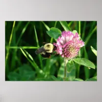 Bumble Bee on Clover Poster