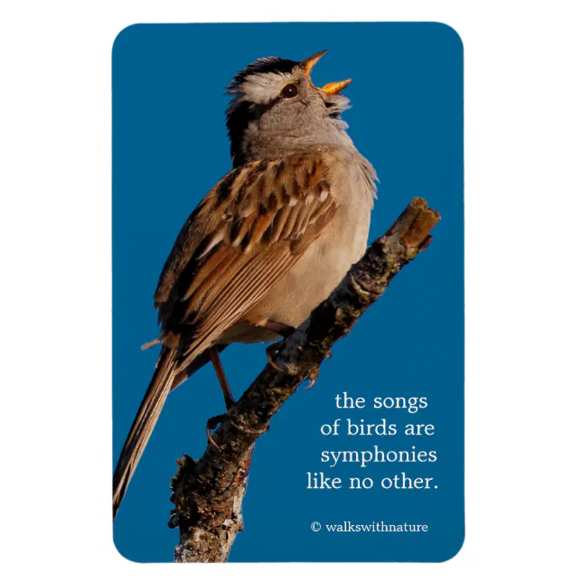 A White-Crowned Sparrow Sings to the Sun Magnet