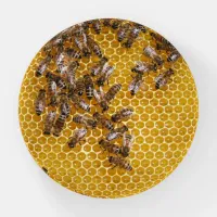 Honey Bees on Honeycomb  Paperweight