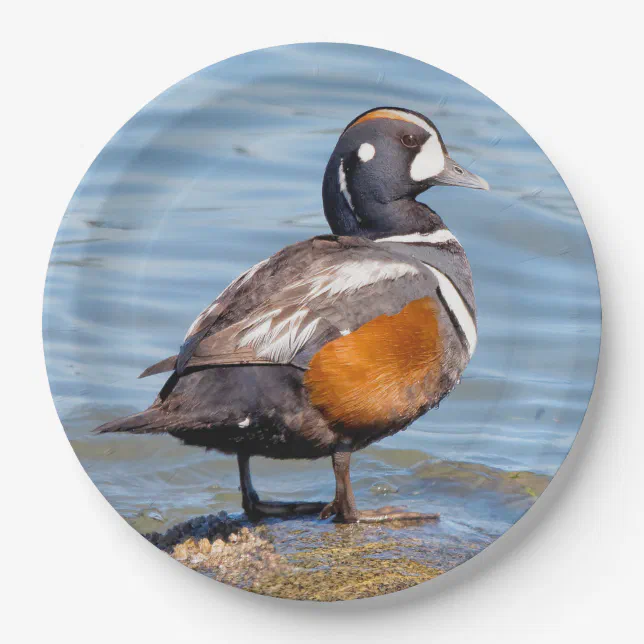 Beautiful Harlequin Duck on the Rock Paper Plates