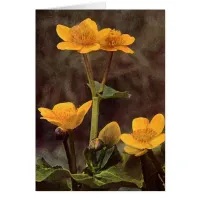 Wildflowers: Marsh Marigold Card