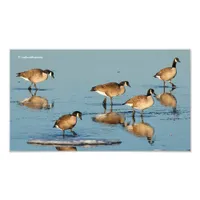 Five Goosestepping Canada Geese Photo Print