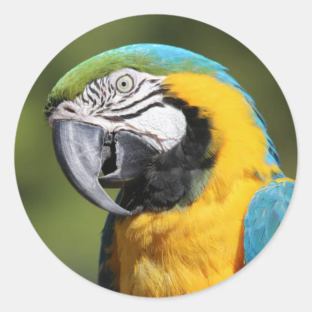 Blue and Gold Macaw Classic Round Sticker