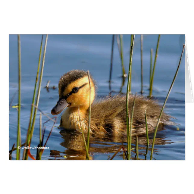 Duckling in the Reeds