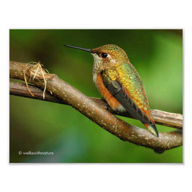 Beautiful Rufous Hummingbird on Twining Vines Photo Print