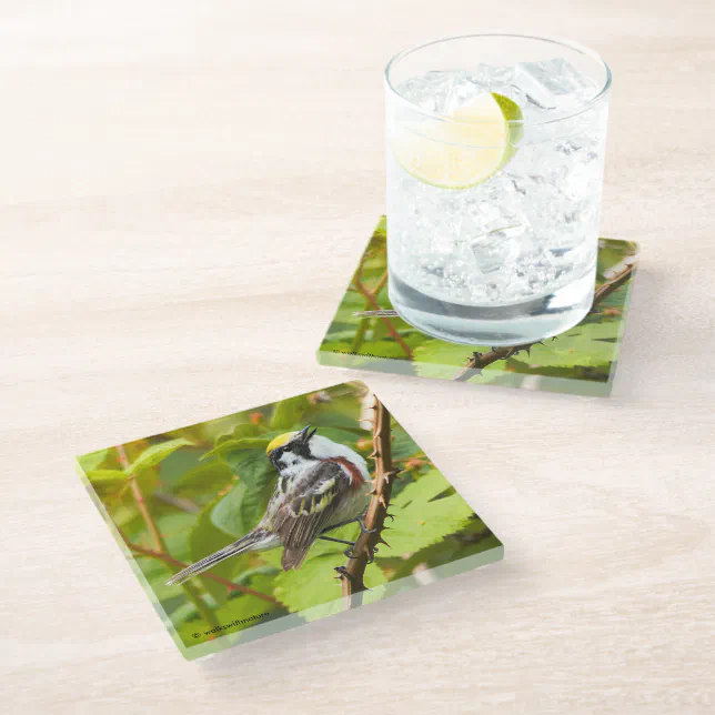 Chestnut-Sided Warbler Songbird on a Branch Glass Coaster