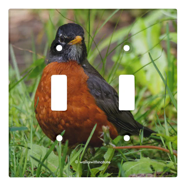 Curious American Robin Songbird in the Grass Light Switch Cover