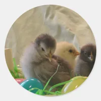 Real Easter Chicks Classic Round Sticker