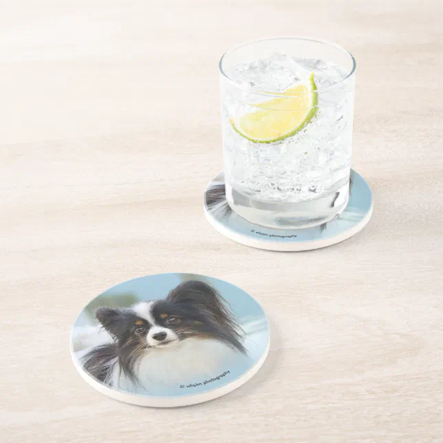 Cute Papillon Toy Spaniel Dog at the Dock Coaster