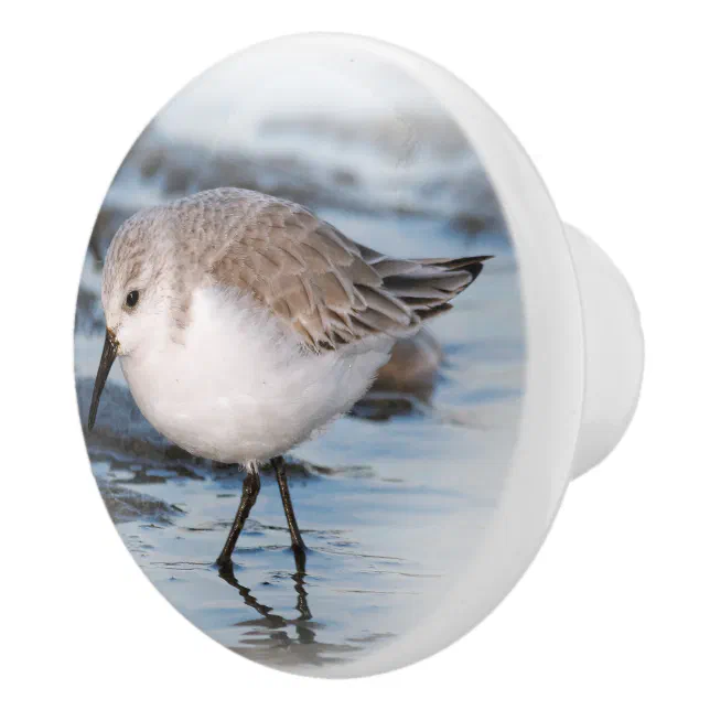 Cute Little Sanderling at the Beach Ceramic Knob