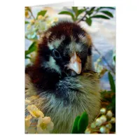 Silver Laced Cochin Chick in Studio Setting