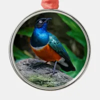 Stunning African Superb Starling Songbird Metal Ornament