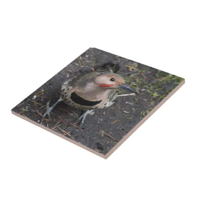 Bird's Eye View of Northern Flicker Woodpecker Ceramic Tile