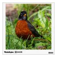 Curious American Robin Songbird in the Grass Wall Decal