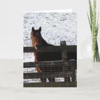 Horse at the Fence Birthday Card