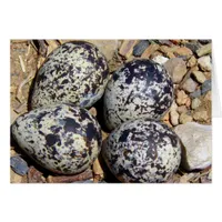 KillDeer Nest With Eggs