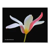 Thumbnail for Elegant Lady Tulip White Pink Flowers Photo Print