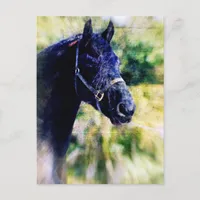 Black Horse Digital Art Postcard