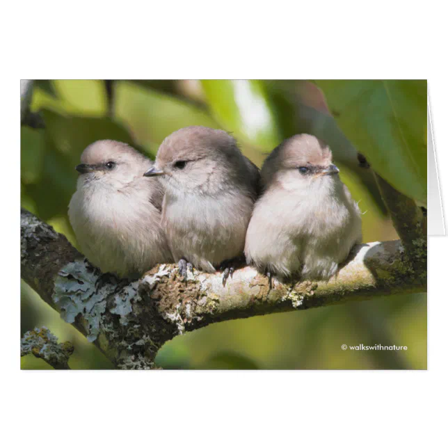 Cute Baby Bushtit Songbirds in the Pear Tree Card