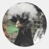 Pretty Polish Chicken Photo Classic Round Sticker