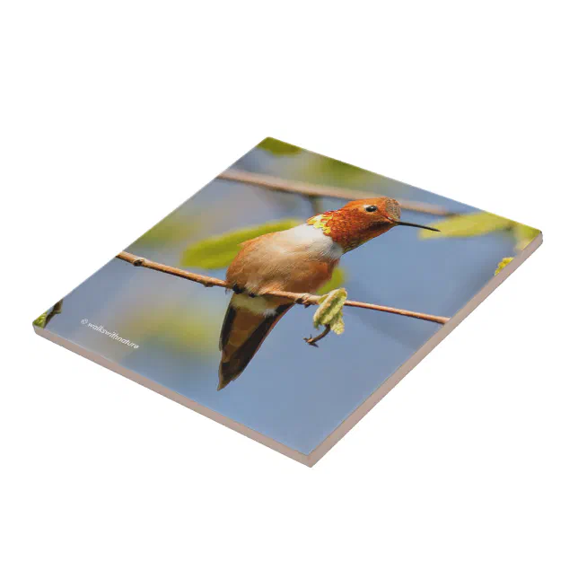 Stunning Rufous Hummingbird in the Sun Ceramic Tile