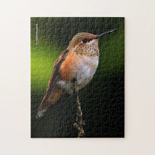 A Sweet Rufous Hummingbird Poses on the Fruit Tree Jigsaw Puzzle