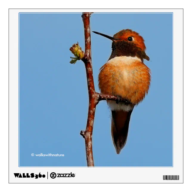 Male Rufous Hummingbird in the Spotlight Wall Decal