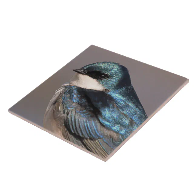 Stunning Tree Swallow Songbird on the Wire Ceramic Tile
