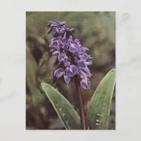 Wildflower: Early Purple Orchids Postcard