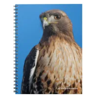 Magnificent Red-Tailed Hawk in the Sun Notebook
